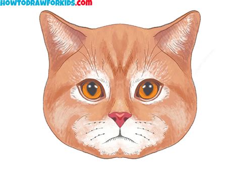 how to draw a realistic cat face