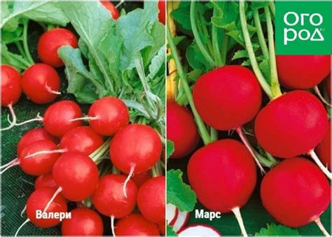 Редис на грядке или на окошке – сорта и условия для быстрого урожая ...