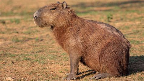 zoo african safari  childrens favorite animal park
