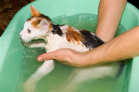 Как правильно мыть кошку? Советы как помыть кота без риска для жизни ...