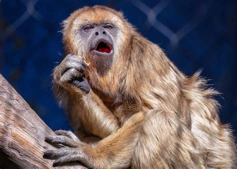 noisiest animal in the world