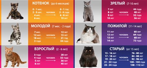 Возраст кошки по человеческим меркам: как посчитать, таблица