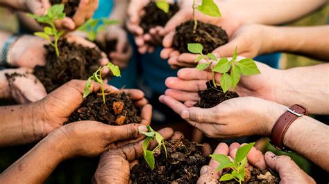 O Que Significa Reflorestar - A importância de reflorestar – Gaia Eco