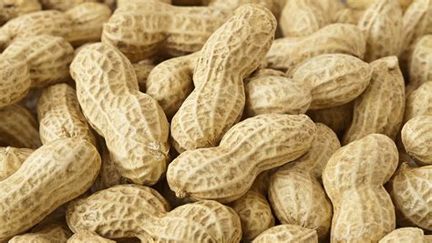 Looking for ways to perfect the peanut / Auburn University College of ...
