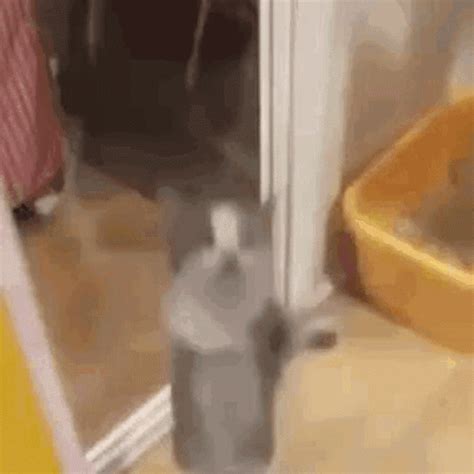 Cat Jump GIF - Cat Jump Sped up - Discover & Share GIFs