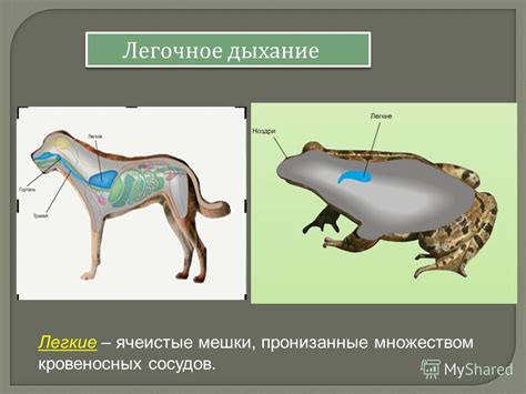 Презентация на тему: "Урок в 6 классе по теме « Дыхание животных ...