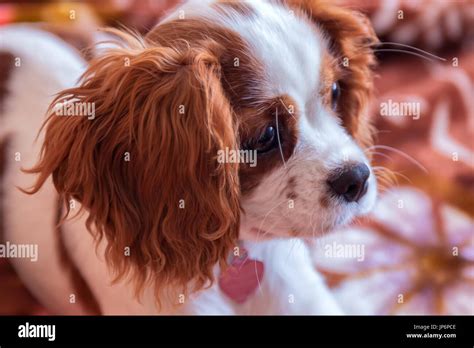 King Charles Spaniel puppy Stock Photo - Alamy