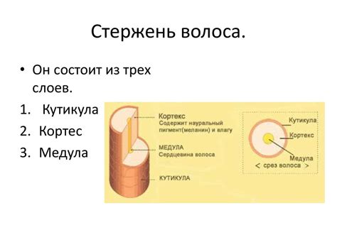 Строение волос - презентация онлайн
