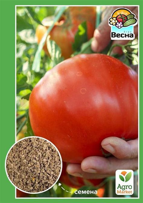 Томат "Снегирь": купить в Одессе, Киеве и Украине - Agro-Market