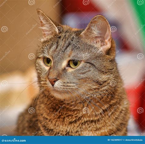 Beautiful brown tabby cat stock image. Image of beautiful - 162309017