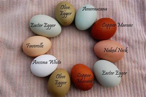 colored chicken egg chart