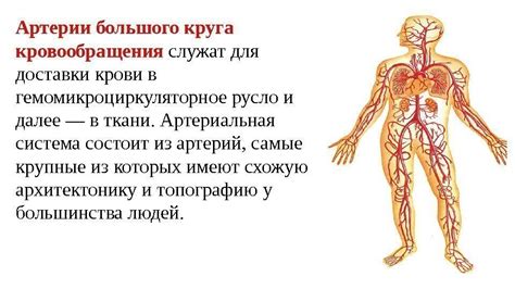 Процесс кровообращения. Сосуды малого и коронарного кругов