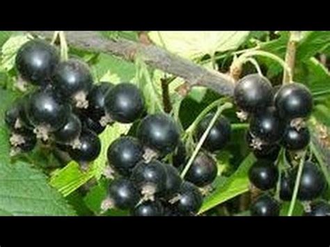 Посадка смородины делением куста - YouTube
