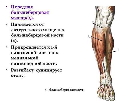 Мышцы нижних конечностей Лекция 12 Мышцы