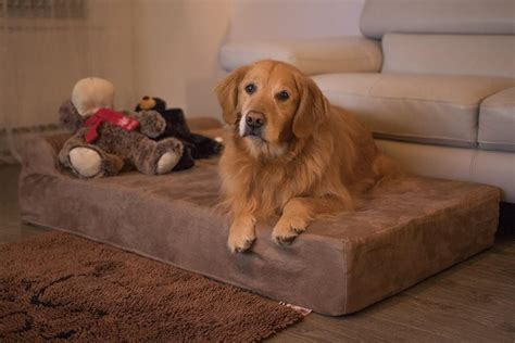 Big Barker Dog Bed Review-Orthopedic Dog Bed For Large Dogs | Just For Your Dog