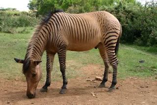 The Muddle-Headed Mamma: A Zorse is a Zorse, of Course of Course!