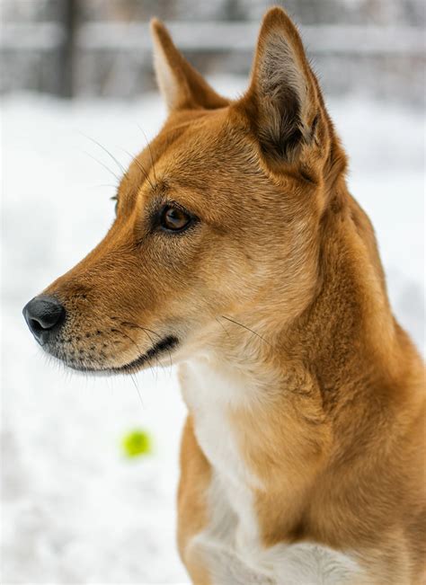 Korean Jindo Dog Training Guide Korean Jindo Dog 2