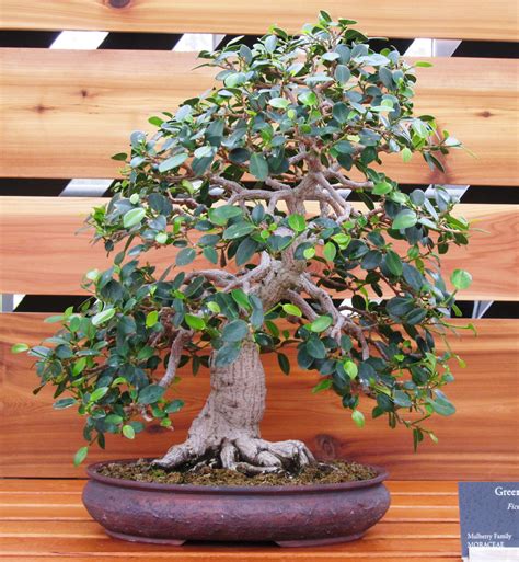 Bonsai Tropical Trees at Robert Huang blog