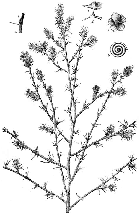 Saltwort (salsola kali var. tragus). | ClipArt ETC