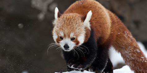 Red panda | Smithsonian's National Zoo