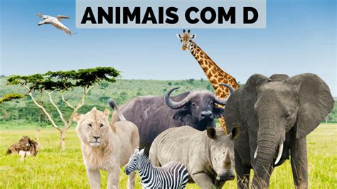 Nome De Animais Com A Letra D