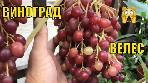 Виноград "Велес". Плюсы и минусы. - YouTube