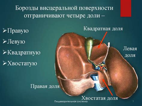 Печень. Жёлчный пузырь. Поджелудочная железа - презентация онлайн
