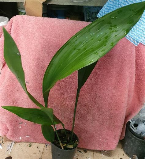 Aspidistra elatior | Rare Plants