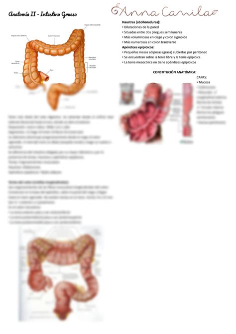 Cuanto Mide Un Intestino Grueso