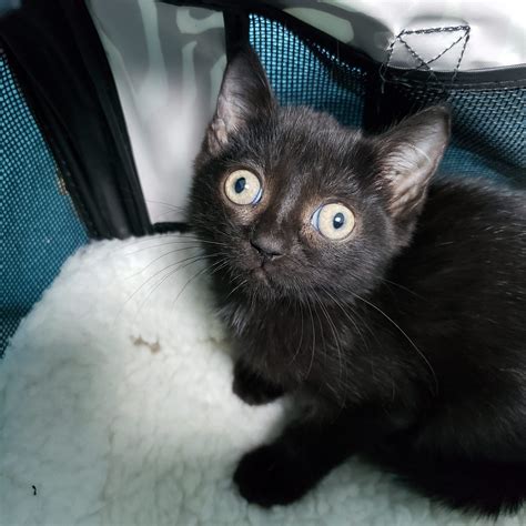 UPDATE 2020: Lucky Black Kitten Crossed Paths With Famous Cat Rescuer
