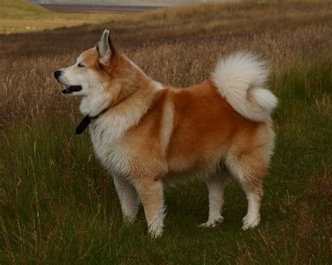 icelandic dog by arni einarsson Cute Dogs Breeds, Large Dog Breeds ...