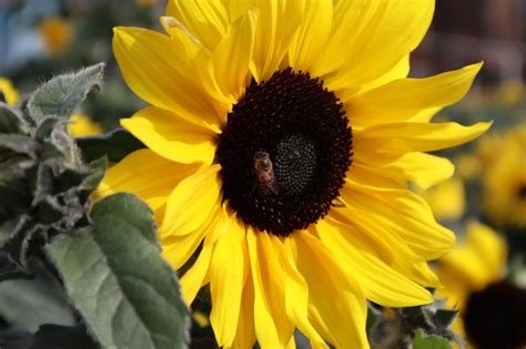 Санфинити - необычный подсолнечник! | Syngenta Flowers