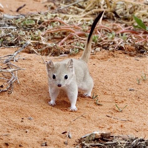 The crest-tailed mulgara is a small to medium-sized carnivorous ...