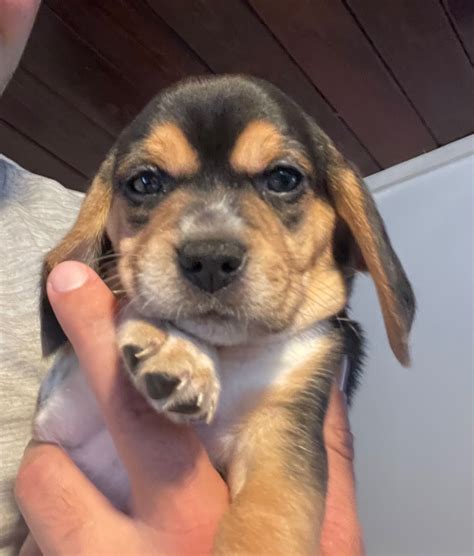 Beagle Puppies For Sale In Florida