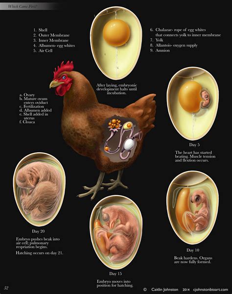 Development cycle of a chicken. (2010) Adobe... - And now for something ...