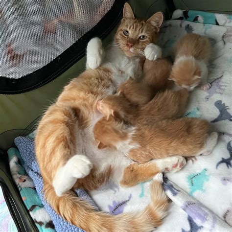 The Risks of Pregnancy on Nursing Cats