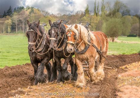 Farming In Belgium - Farming Mania