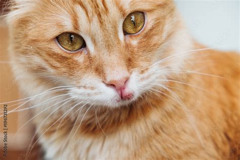 cat swollen lip uk - Carrying A Fetus Diary Image Database