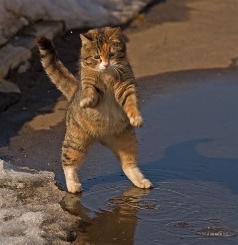 Забавная кошка