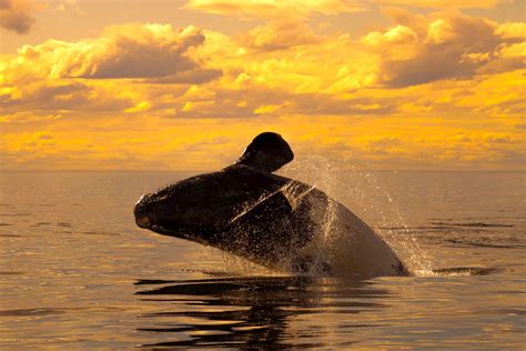 The Plight of the Right Whale - Guides | Destinations | Gear | Whales ...