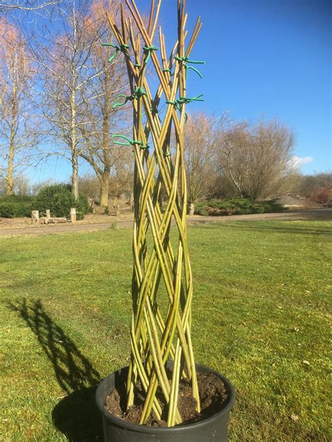 Braided Harlequin Willow Tree Kit WK-H36 - Willows Nursery