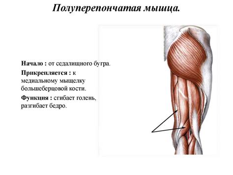 Мышцы нижней конечности - презентация онлайн