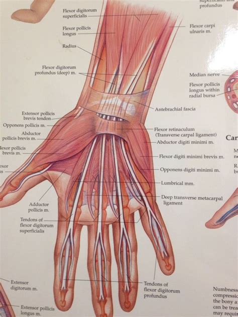 basic anatomy  physiology hand therapy median nerve
