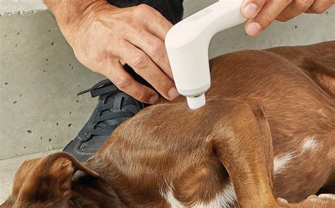 Extremitäten | Hund | Veterinär | NOVAFON