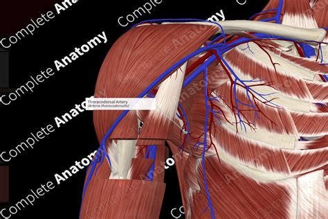 Thoracodorsal Artery | Complete Anatomy