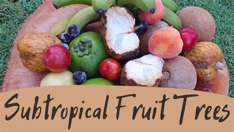 Photos: Subtropical Fruit Trees