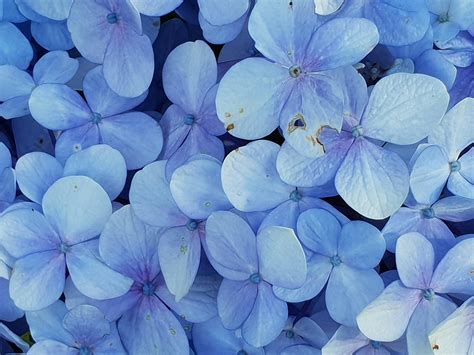 close  photo  blue petaled flowers  stock photo