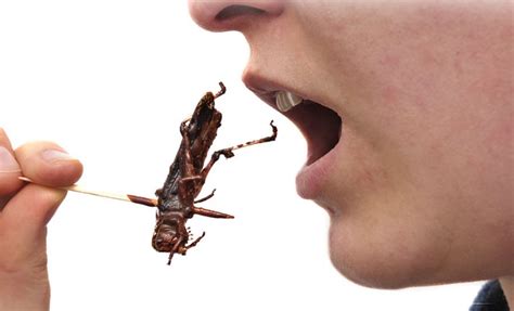 ENTOMOPHAGY – SbS Gardening