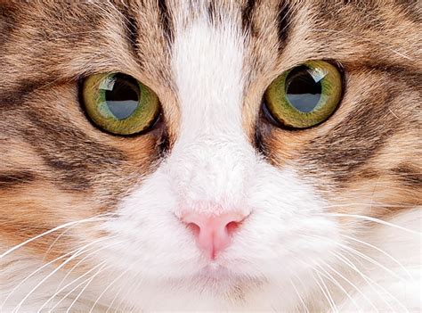 Physiologische Daten von Katzen - der-tierblog