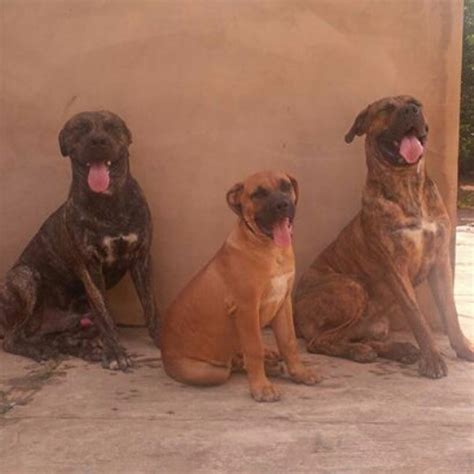 FIVE MONTHS Old Male Boerboel For Urgent Sale - Pets - Nigeria